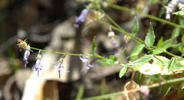 2010-07-12_45 Redwood Harebell TN.jpg - 35290 Bytes